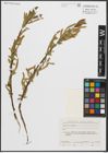 Foto von Salix triandra L.